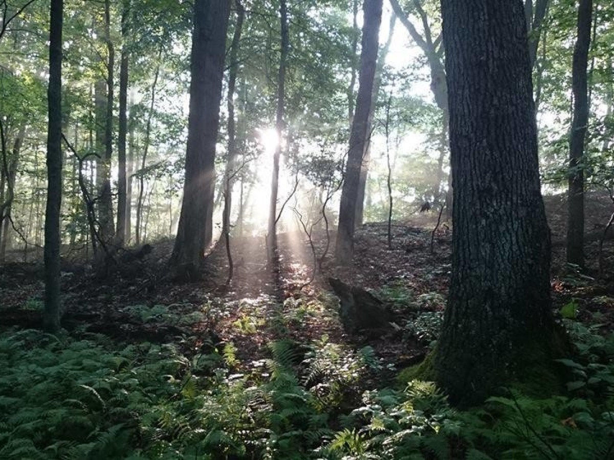 a tree in a forest