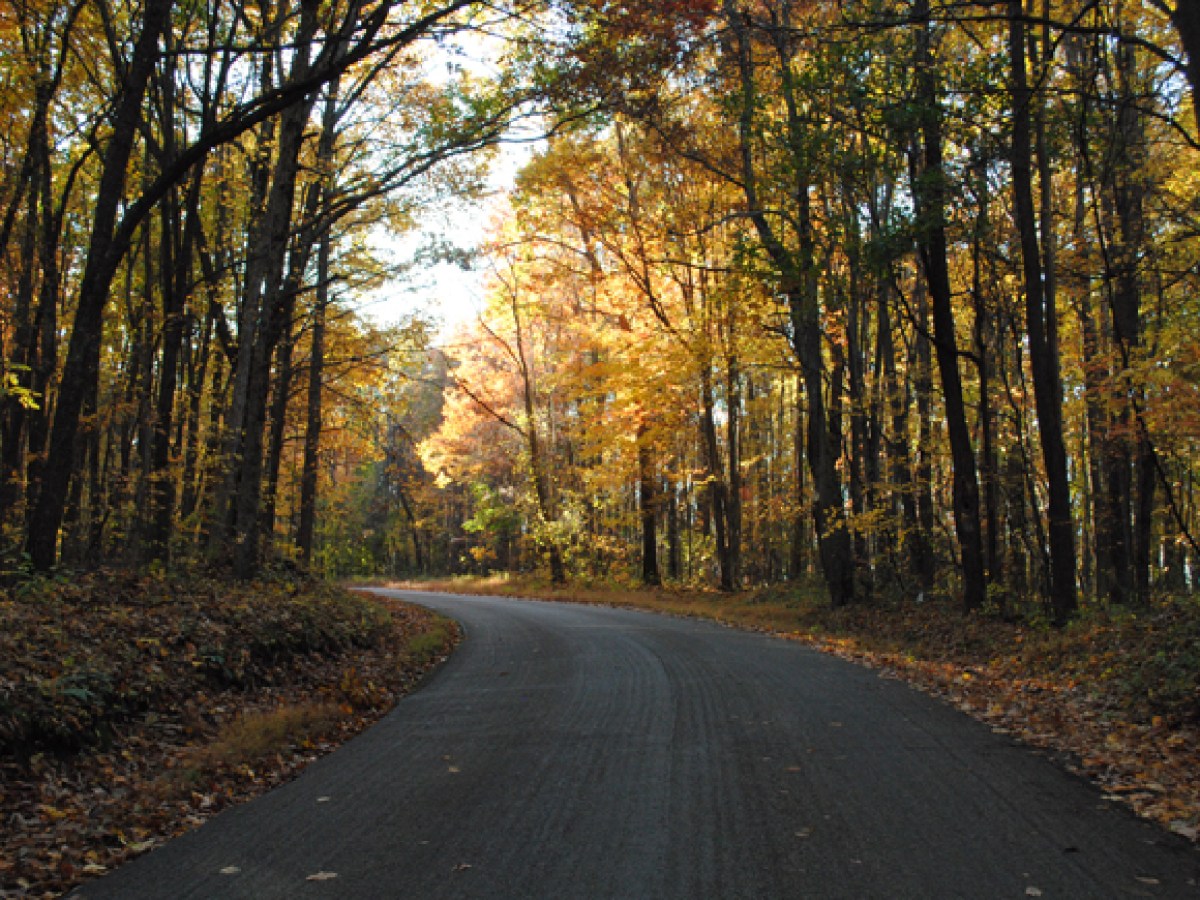 a path with trees on the side of a road
