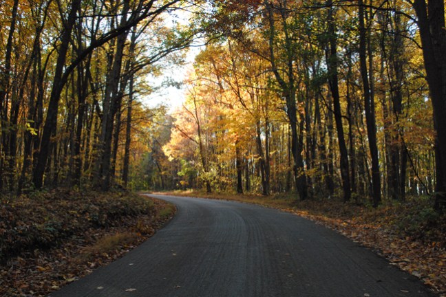 a path with trees on the side of a road