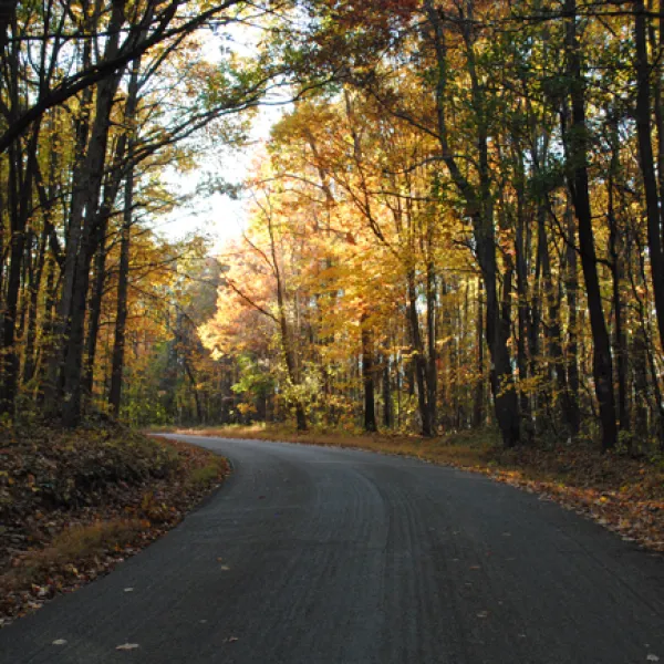 a path with trees on the side of a road