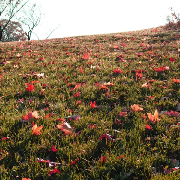 a group of colorful flowers in a field