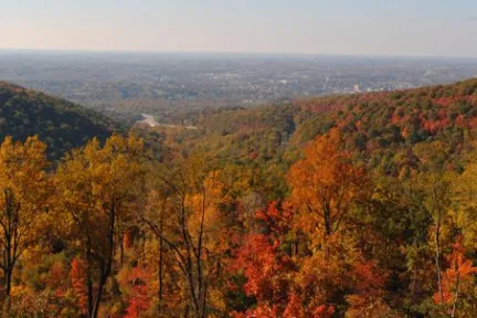 a tree with a mountain in the background