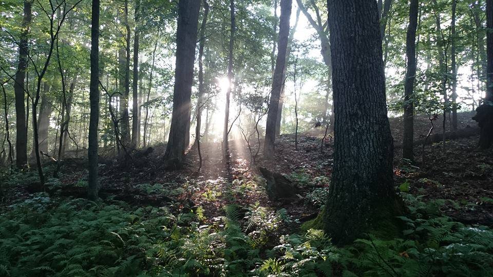 Sunlight streaming through trees in a lush forest with green ferns.