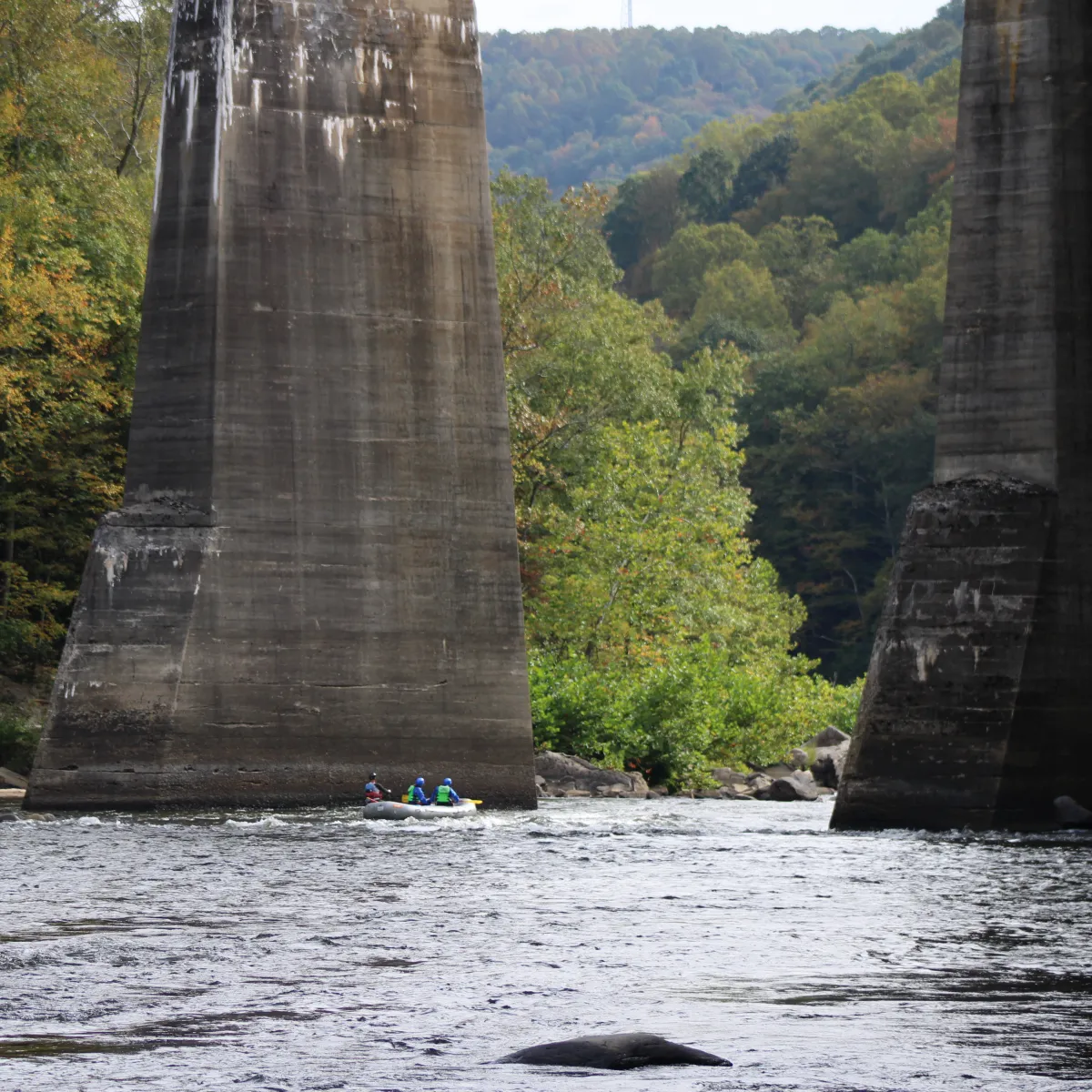 Kayakers on a river between large concrete pillars amid trees.